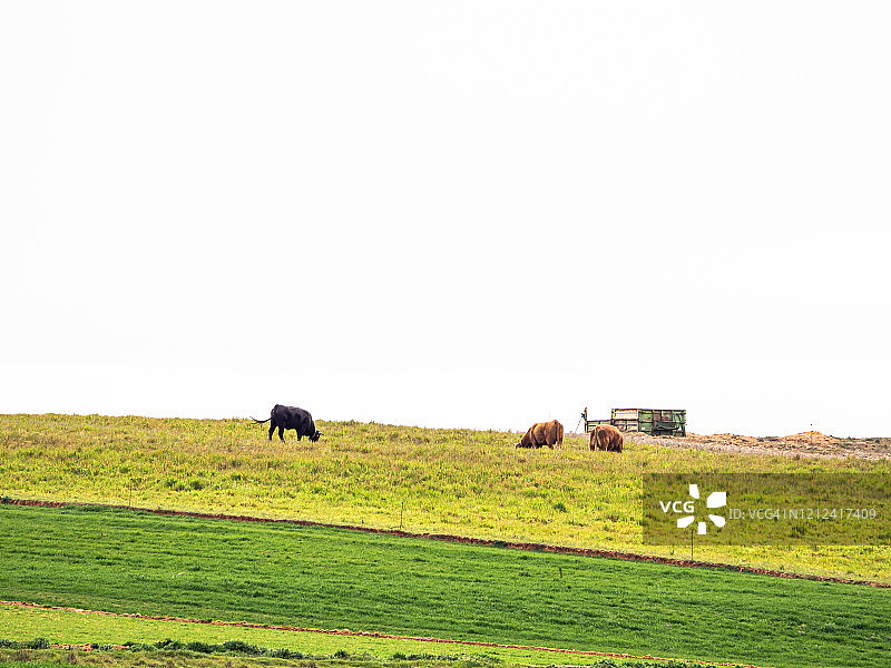 有机放养牲畜概念：春季在乡村放牧的奶牛图片素材