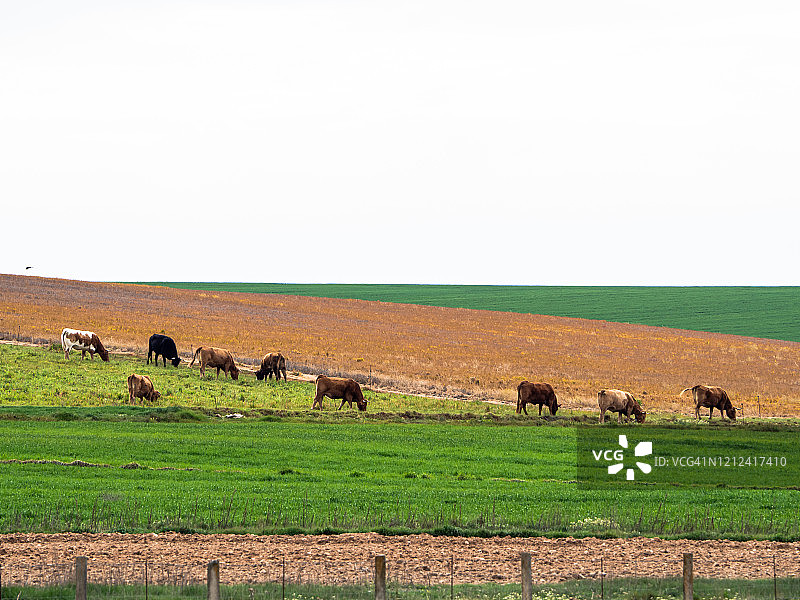 有机放养牲畜概念：春季在乡村放牧的奶牛图片素材