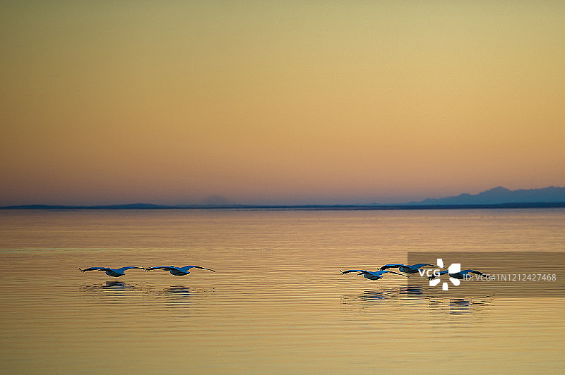 索尔顿海的鸟类生活图片素材