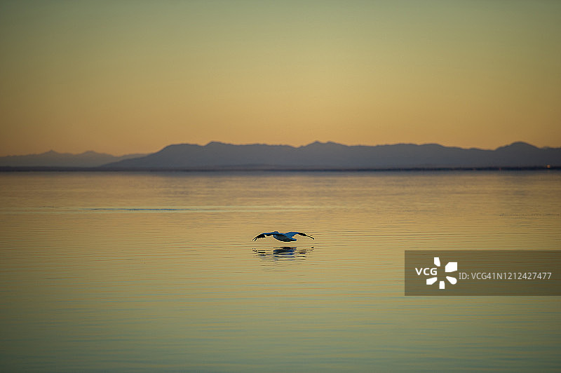 索尔顿海的鸟类生活图片素材