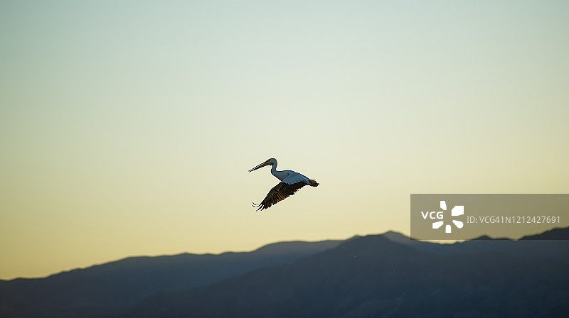索尔顿海的鸟类生活图片素材