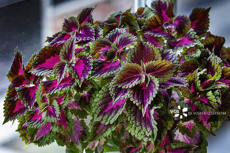 锦紫苏图片素材