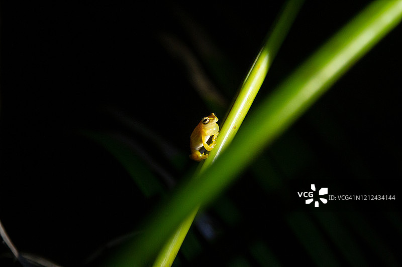 夜晚的玻璃蛙图片素材