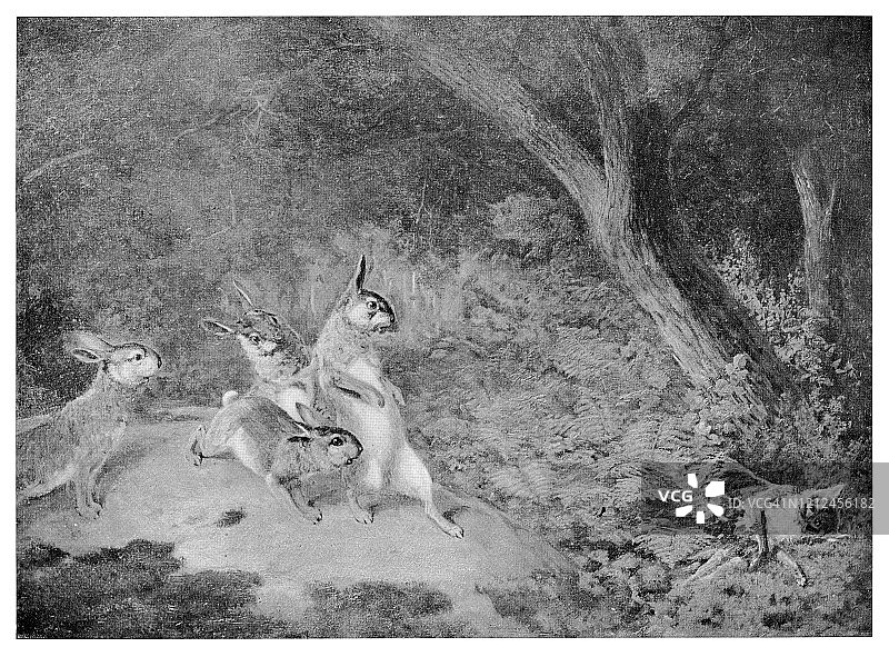 兔子与狐狸相遇图片素材