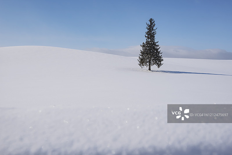冬季北海道美瑛拼布之路雪山上的孤独圣诞树图片素材
