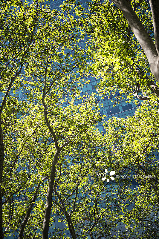 曼哈顿摩天大楼与自然风光图片素材