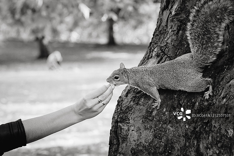 灰松鼠从女人手中吃核桃的黑白照片图片素材