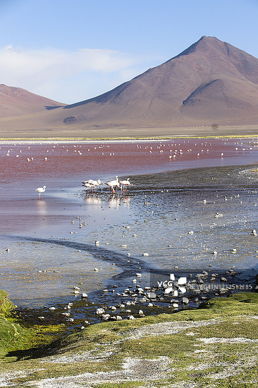 爱德华多·阿瓦罗阿保护区科罗拉达湖中的火烈鸟图片素材