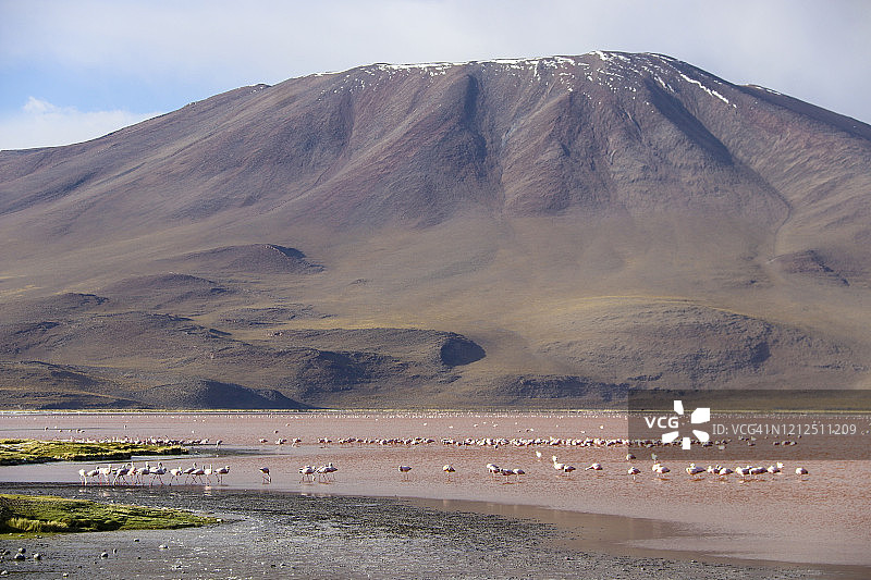 爱德华多·阿瓦罗阿保护区科罗拉达湖中的火烈鸟图片素材