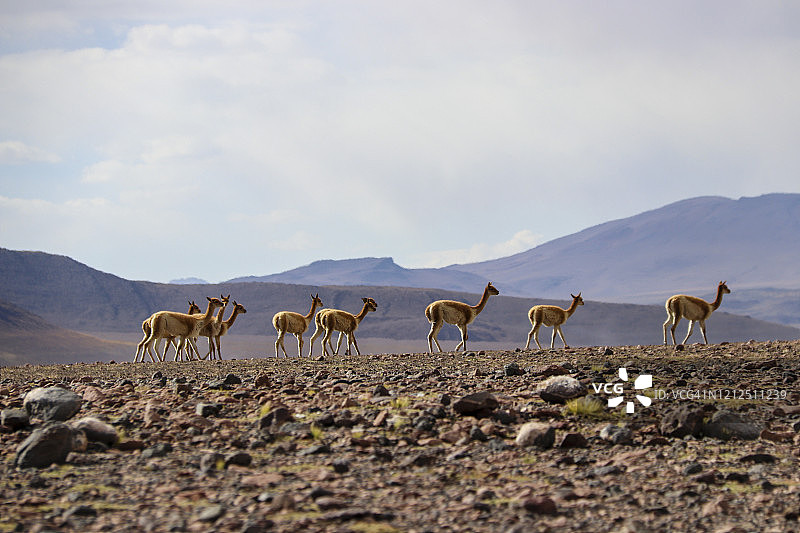 高原上的小羊驼群图片素材