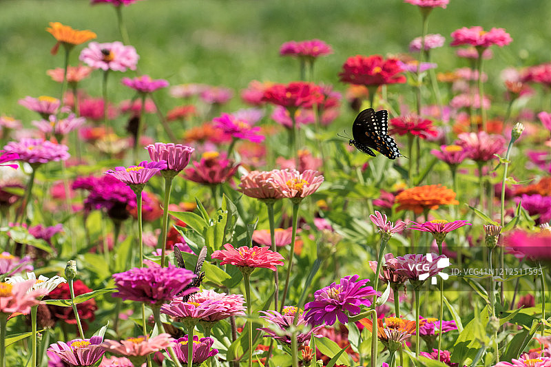 五彩百日草花田中的凤蝶图片素材
