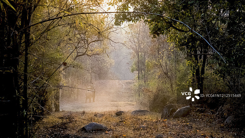 印度坎哈国家公园的早晨图片素材
