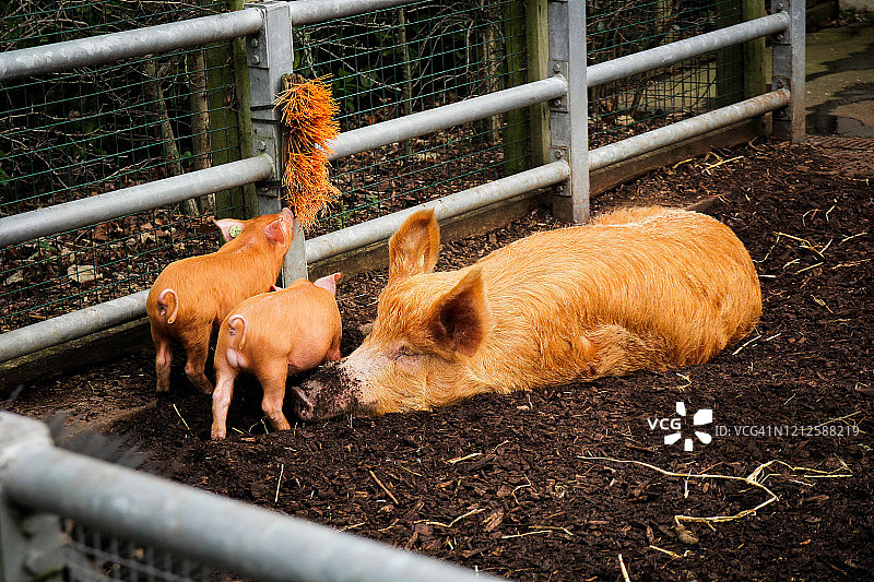 母猪和小猪图片素材