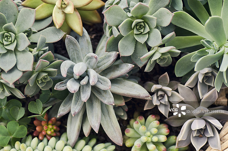 多肉植物俯视图图片素材