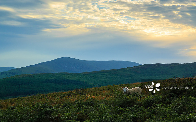 威克洛山丘的绵羊图片素材