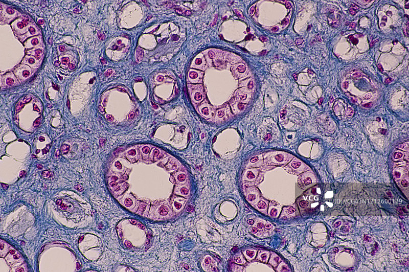 人肾集合管--单层立方上皮，100倍放大图片素材