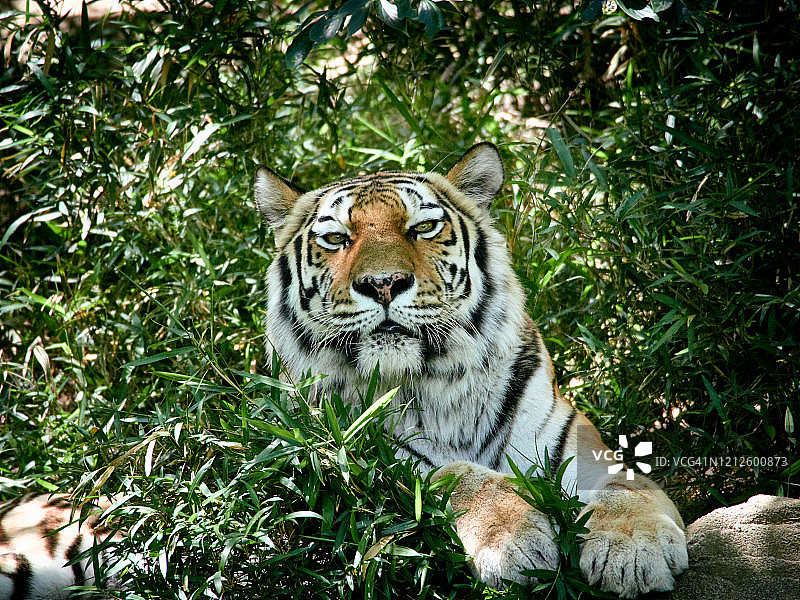 老虎从草丛中探出头图片素材