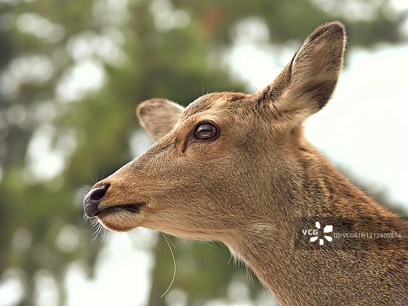 野生鹿的特写图片素材