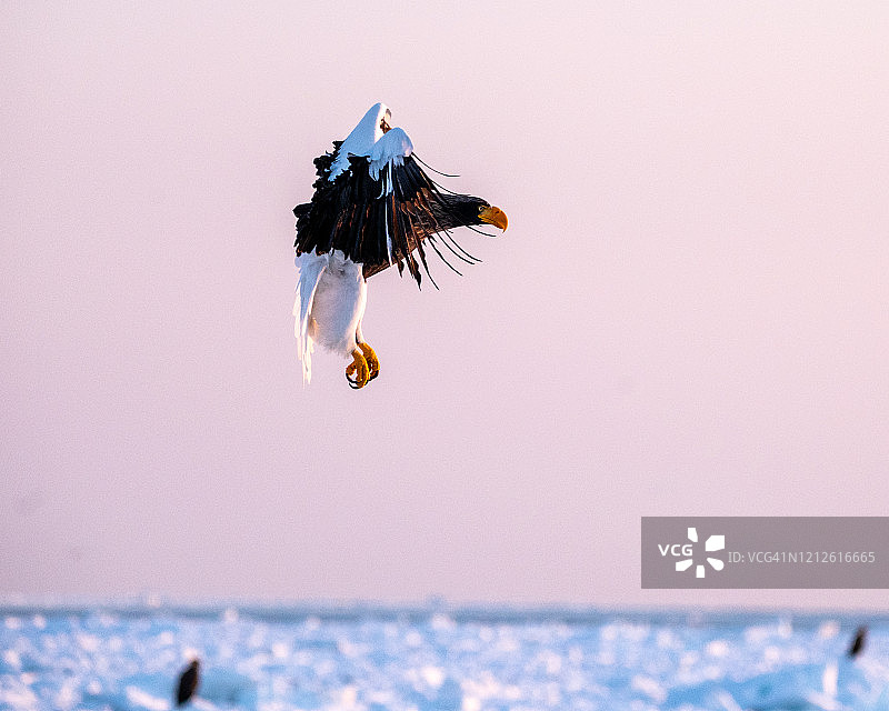 飞翔的虎头海雕图片素材