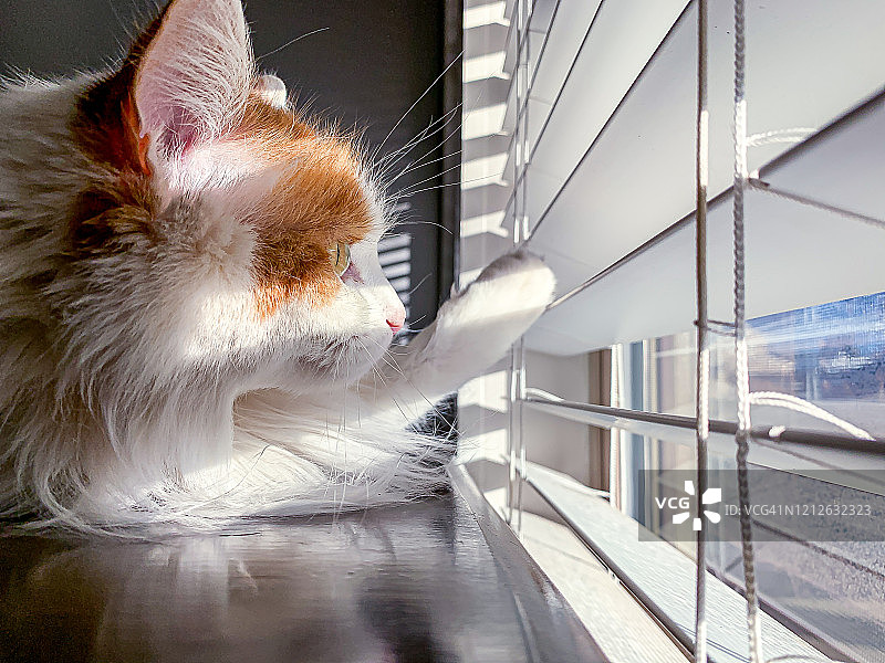 冬季日落时分，加利福尼亚猫在木桌上透过百叶窗向外看图片素材