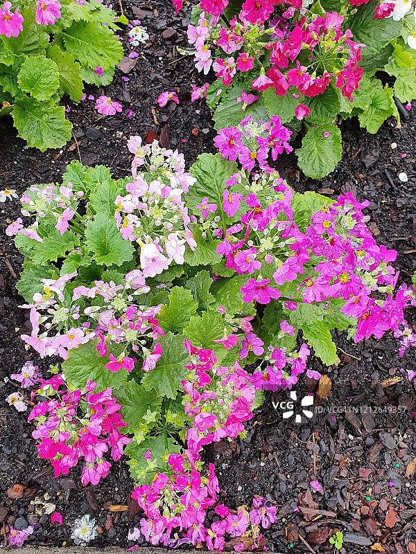 报春花花坛图片素材