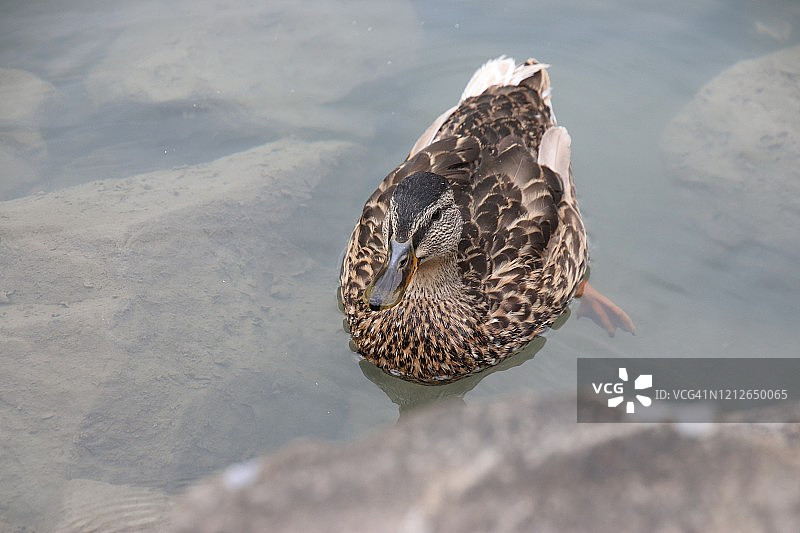 瑞士清澈湖水中的鸭子图片素材