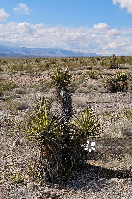内华达州沙漠景观与丝兰植物图片素材