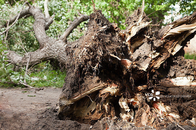 倒下的树图片素材