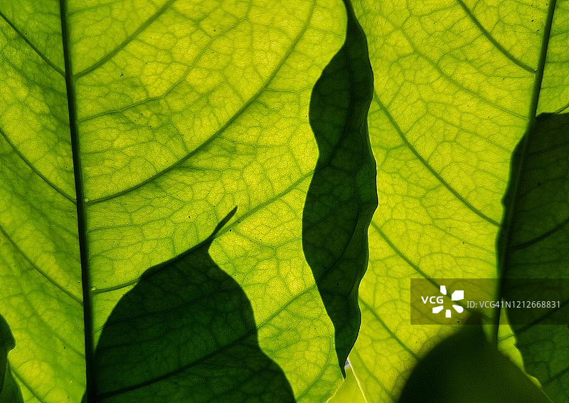 咖啡叶特写图片素材