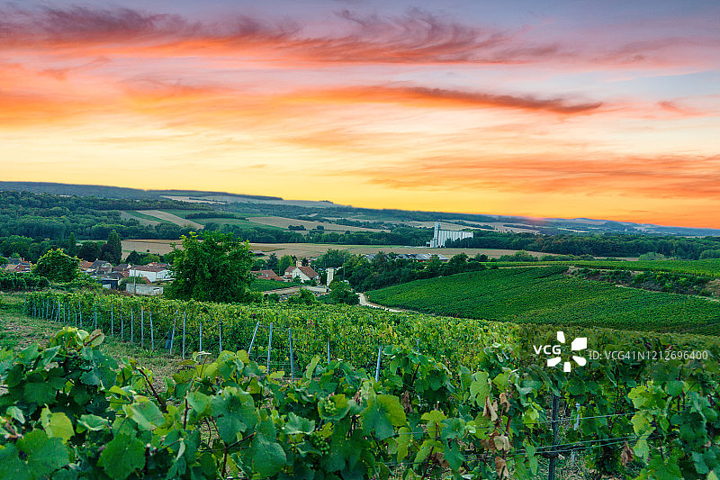 列葡萄藤葡萄在香槟葡萄园的蒙特尼德兰斯图片素材