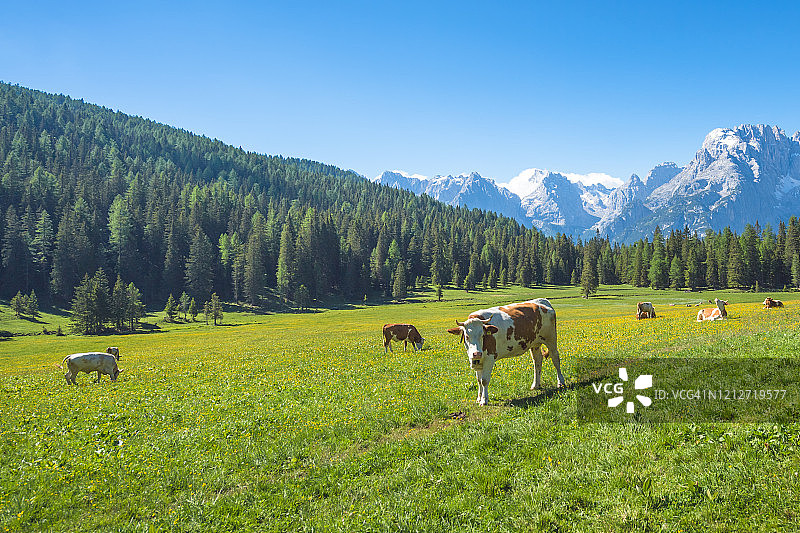 阿尔卑斯山绿色田野上的奶牛图片素材