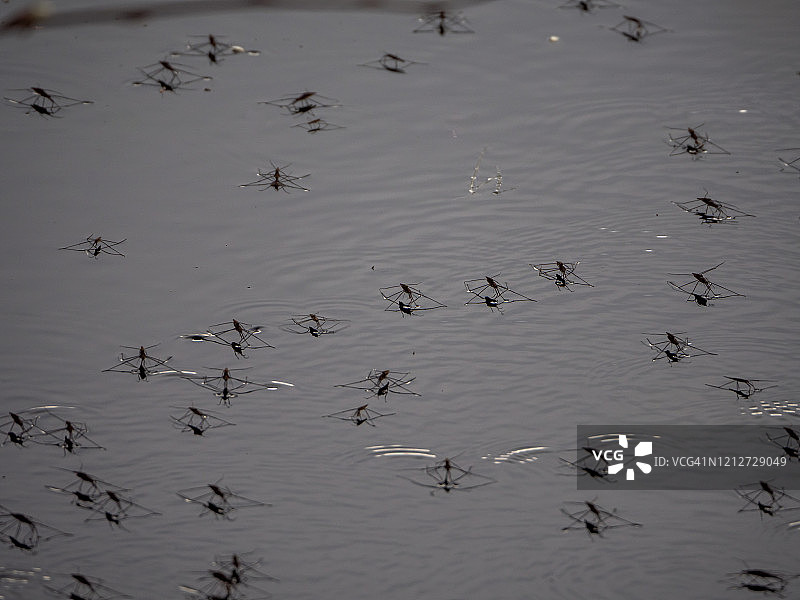 水面上的水生昆虫图片素材