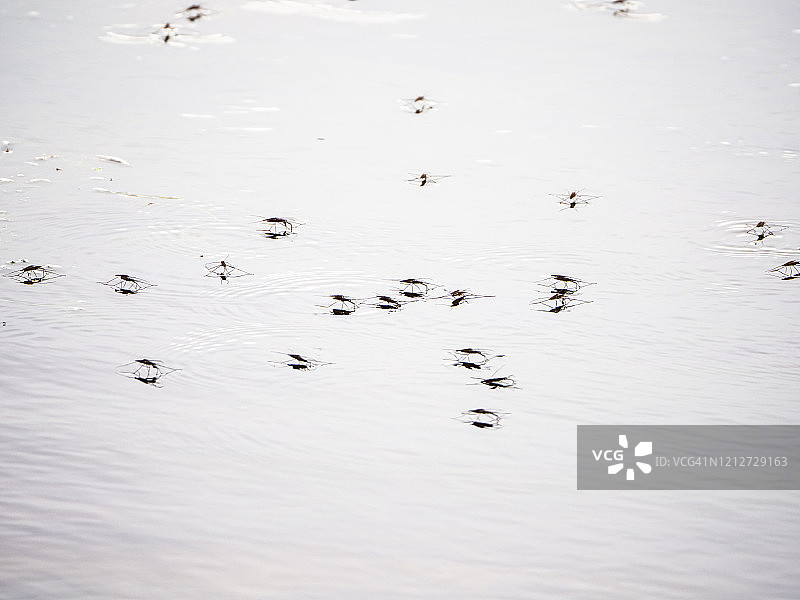 水面上的水生昆虫图片素材