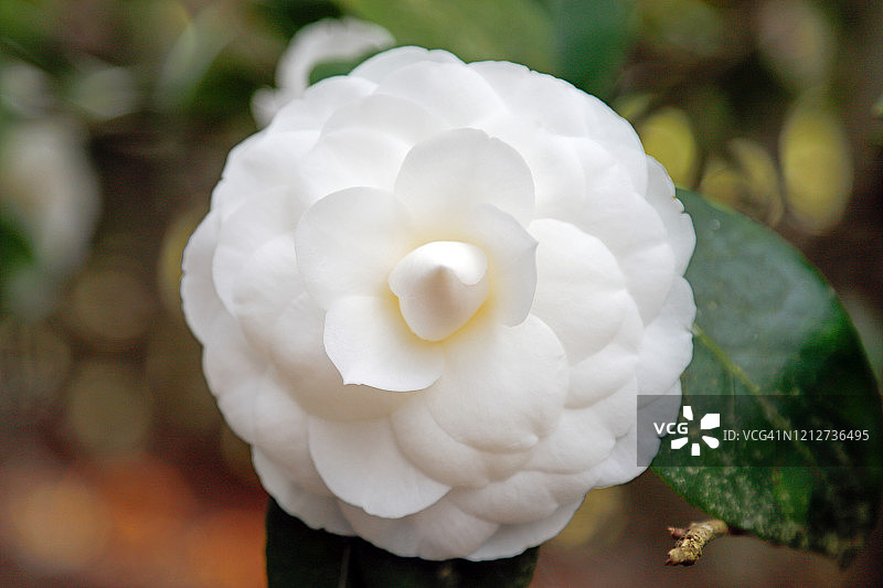 白色日本山茶花图片素材