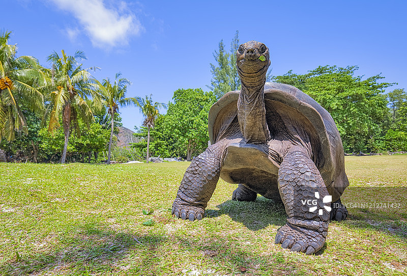 塞舌尔群岛库里厄斯岛上的阿尔达布拉巨龟图片素材
