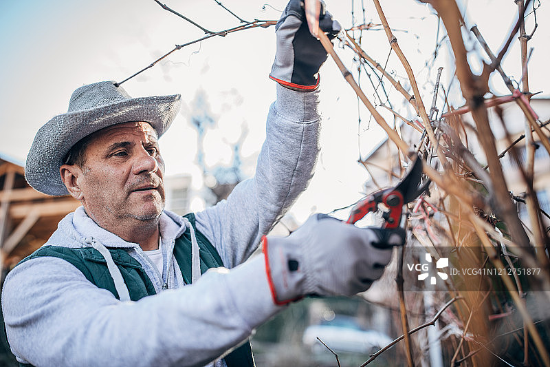 葡萄藤修剪图片素材