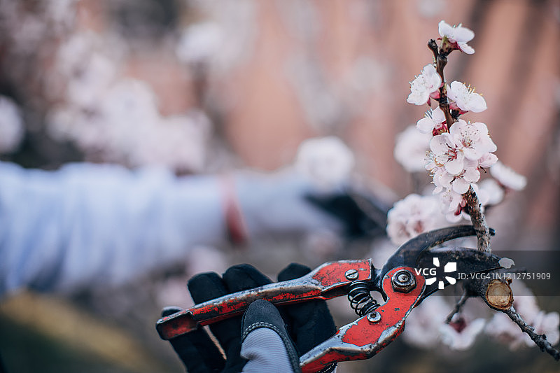 修剪果树图片素材