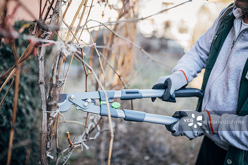 葡萄藤修剪图片素材