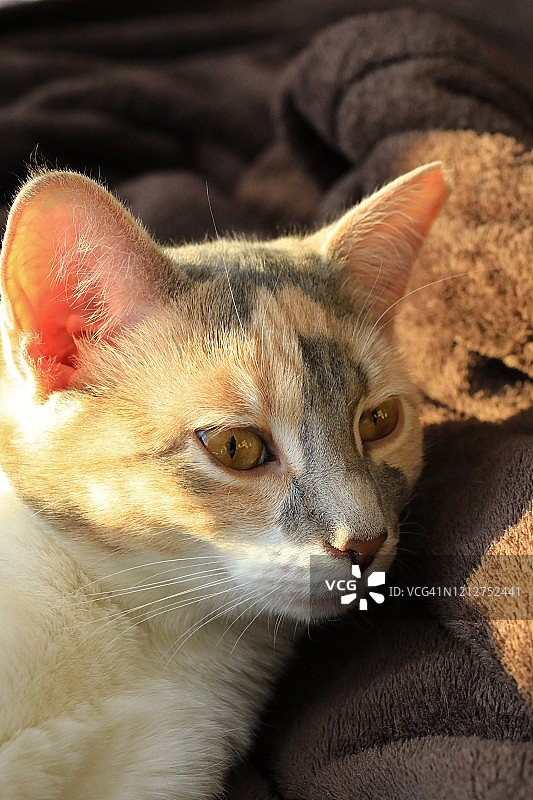 三花猫宠物图片素材