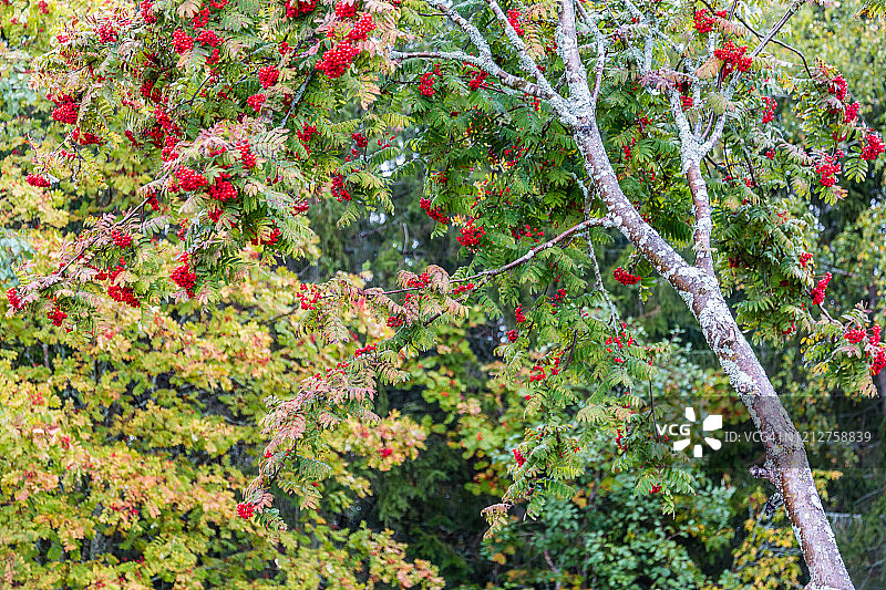 欧洲花楸（Sorbus aucuparia）图片素材