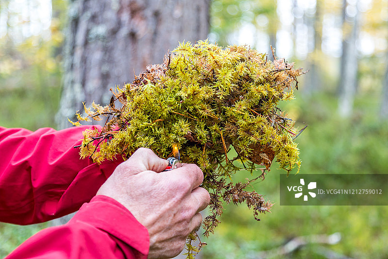 科学家分析苔藓的湿度图片素材