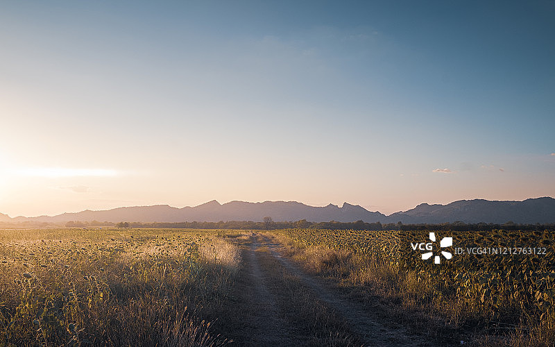 夕阳下的枯草图片素材