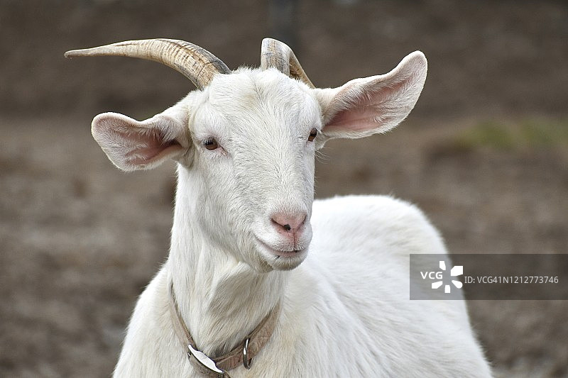 白色山羊面部图片素材