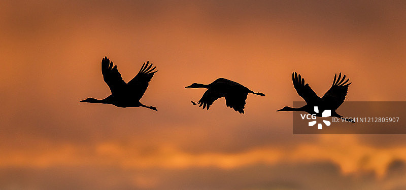 飞行中的沙丘鹤剪影图片素材