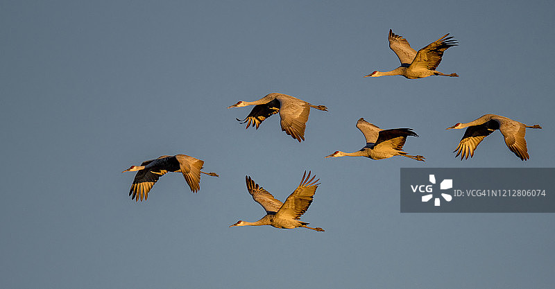飞翔的沙丘鹤图片素材