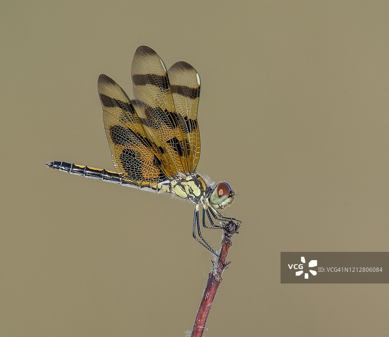 万圣节三角旗蜻蜓图片素材