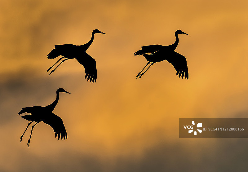 飞行中的沙丘鹤剪影图片素材