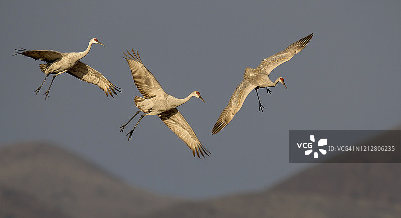 飞翔的沙丘鹤图片素材