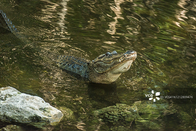 大柏树国家保护区佛罗里达沼泽中抬头的短吻鳄图片素材