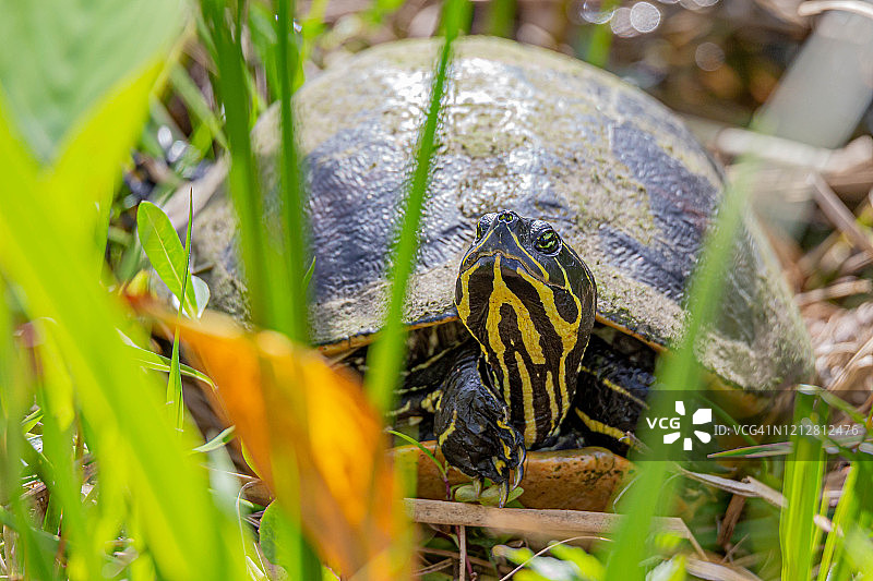 黄腹彩龟图片素材